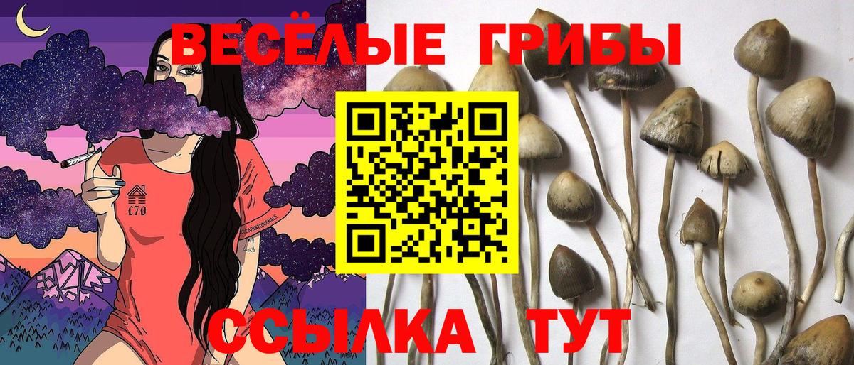 Галлюциногенные грибы Cubensis Новомосковск